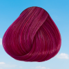 ⁦Rose Red / רוז רד⁩ – תמונה ⁦2⁩